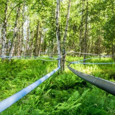 Birch tubing in a alaska birch forest