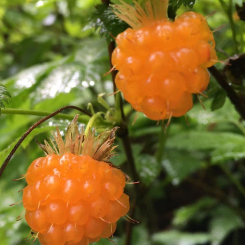 Alaska Salmon Berries on a bush