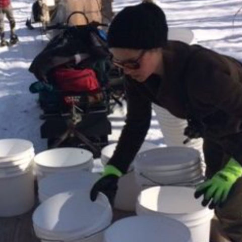 Birch syrup harvester organizing buckets for collecting birch sap