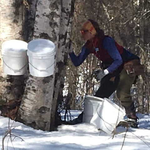 The Sap is Running and So Are We!