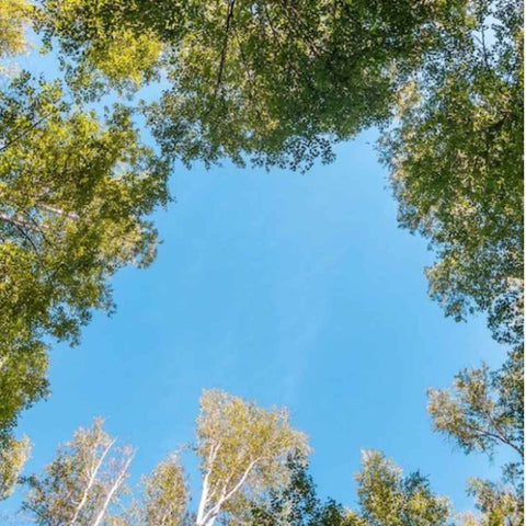view looking up at alaska birch trees