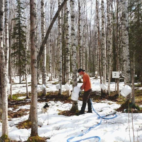 Man arranging syrup collection buckets on birch trees