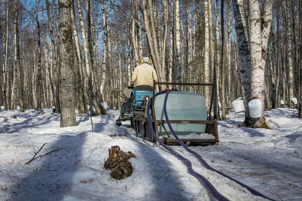 A person operating a snowmobile in a snowy birch forest, pulling a trailer with a large pale green tank and purple hoses attached. This is a set up for collecting birch sap from birch trees.