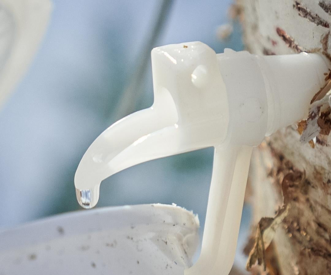 A close-up of a translucent white plastic birch sap dispenser tap attached to a birch tree trunk, with a single water droplet hanging from the spout and a bucket below.