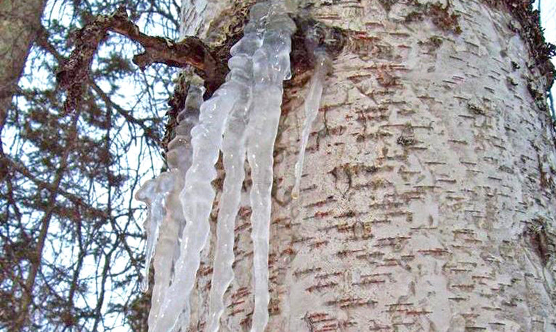 birch sap Icicles hanging from a tree trunk on a birch tree that is set up for birch syrup tapping