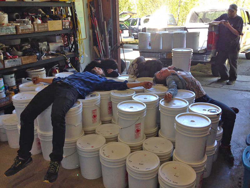 birch tappers interacting with a large pile of white birch sap buckets in an outdoor setting.