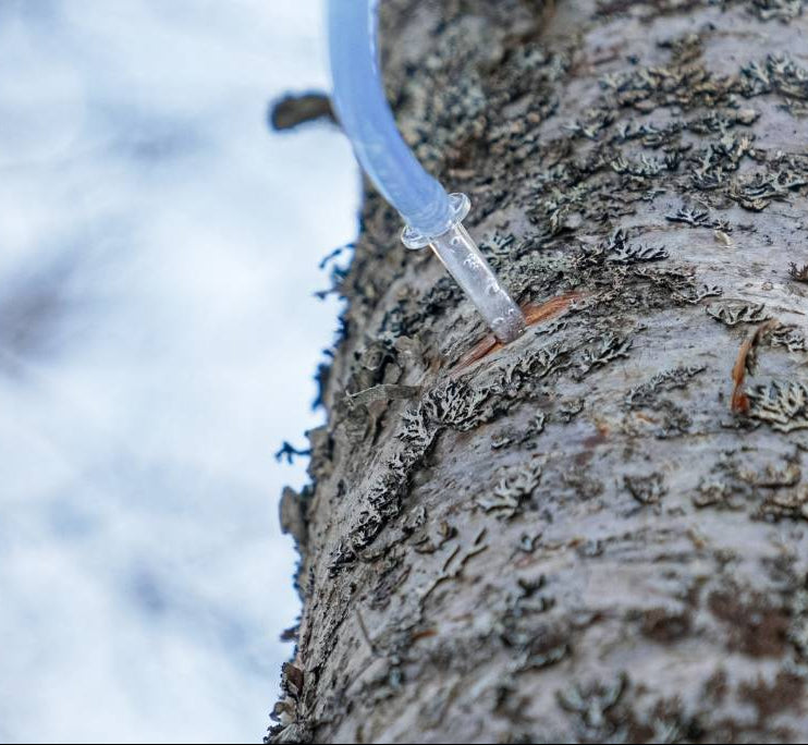 A close-up outdoor shot of a clear plastic birch sap collection tube inserted into a birch tree trunk, with bark texture and lichen visible against a pale sky background.