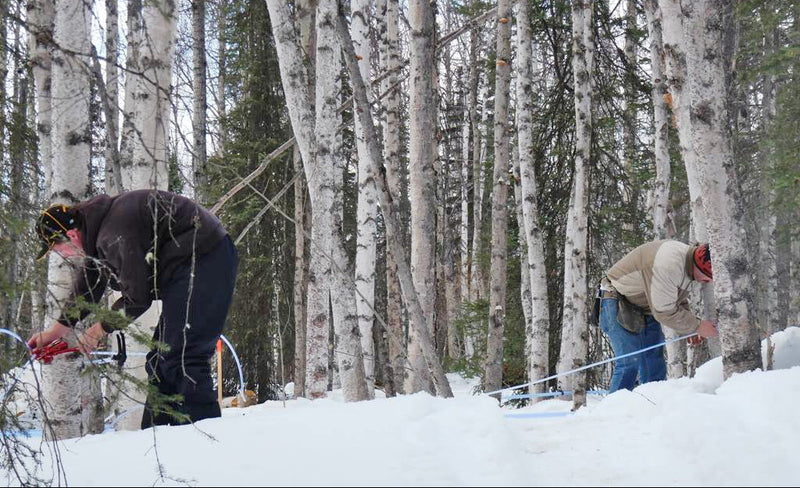 Two people working to set up bich syrup taps in a snowy forest with trees and snow on the ground.