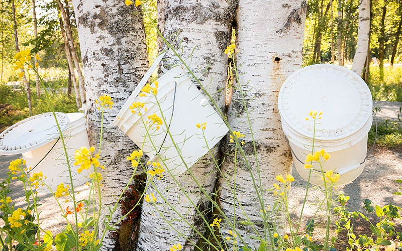 White buckets for collecting birch sap attached to a birch tree with yellow flowers around