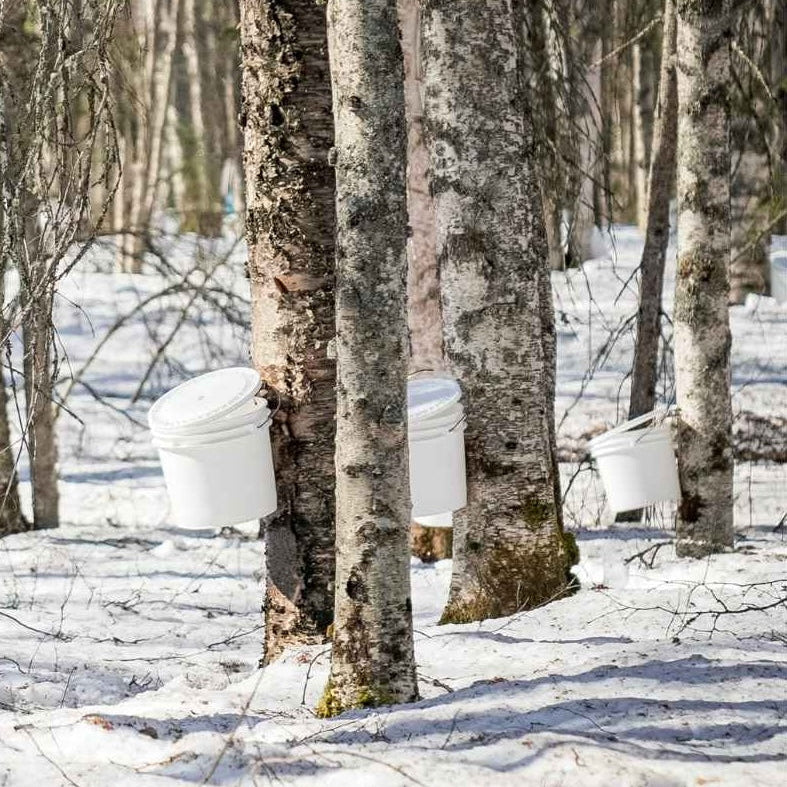 White plastic sap collecting buckets tapped onto birch trees in a snowy forest.