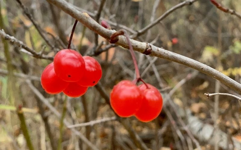 Wild alaska cranberries on a branch with a blurred natural background