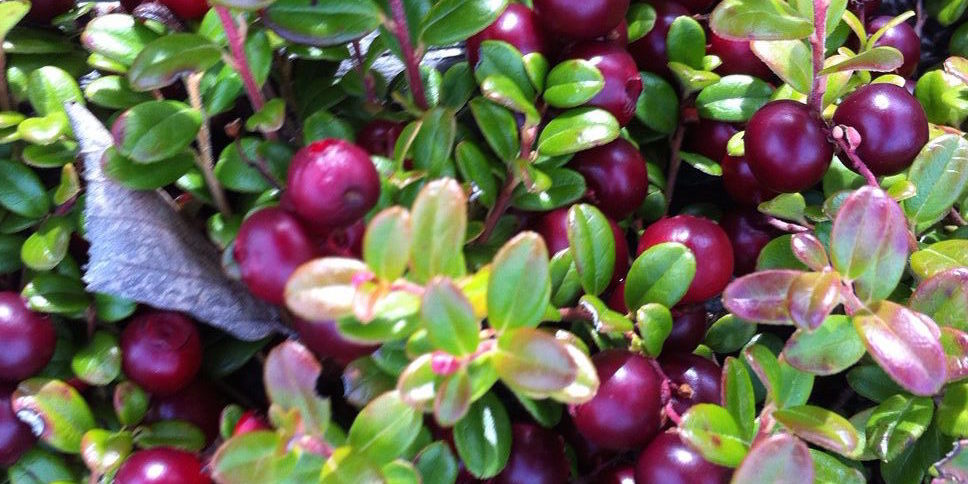 Lingonberries