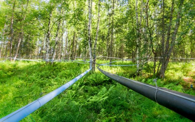 From-Birch-Trees Lines of Pipe collecting Birch Sap to be made into Alaska Birch Tree Syrup