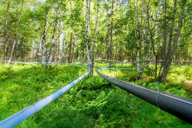 Lines of Pipe collecting Birch Sap to be made into Alaska Birch Tree Syrup