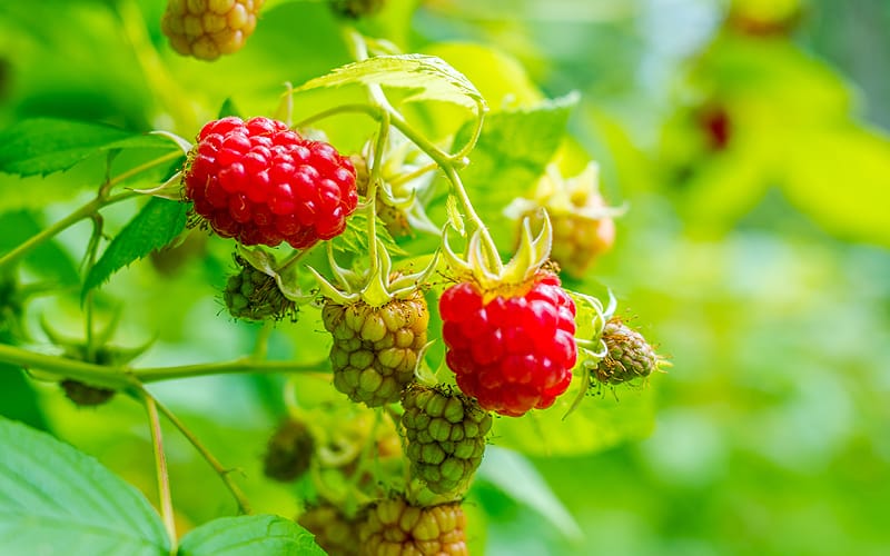 File:Alaska wild berries.jpg - Wikipedia