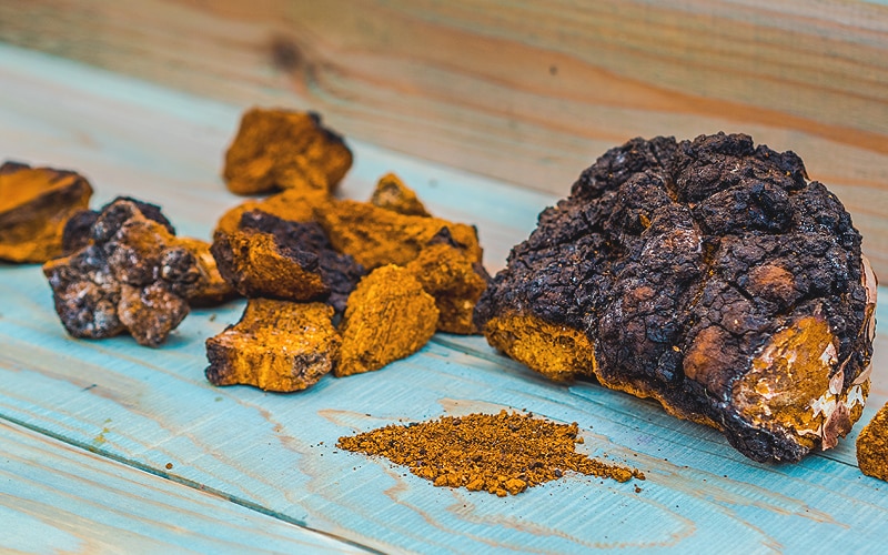 As well as providing sap for Alaska Birch Tree Syrup, Birch Trees are also host to Wild Alaska Chaga Mushrooms, valued for their tea and extract