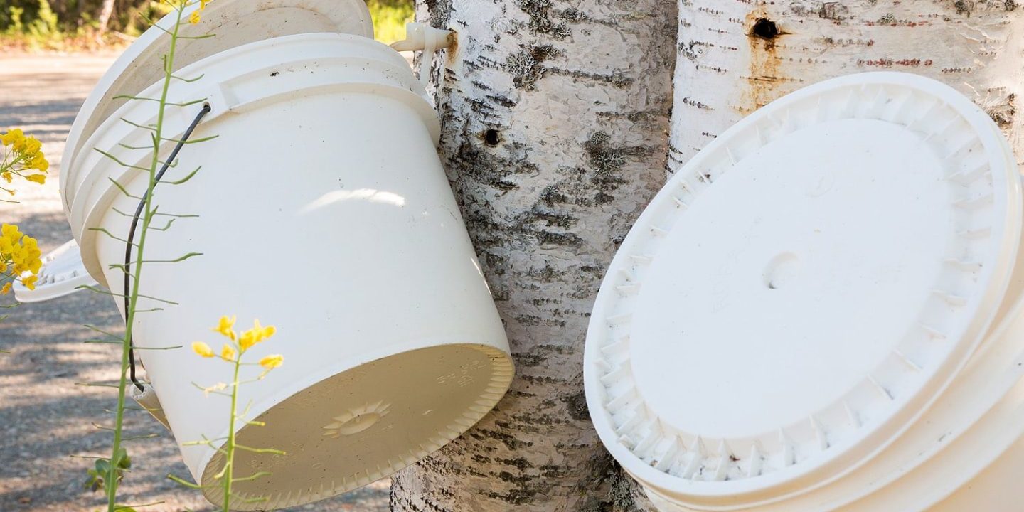 Collecting Birch Sap Syrup from Trees