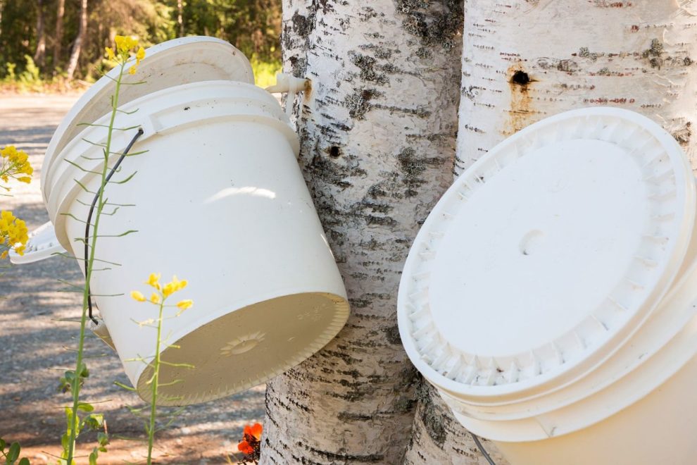 Collecting Birch Sap Syrup from Trees