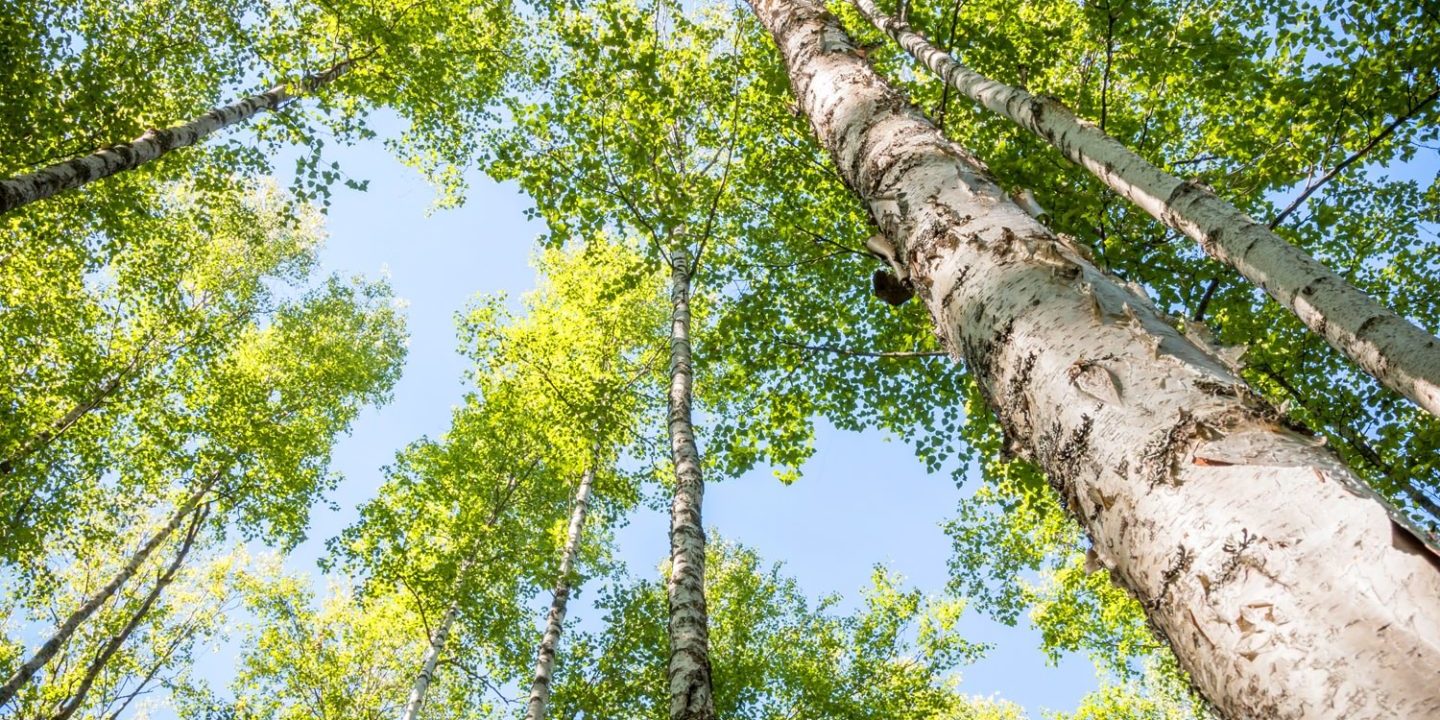 Birch Forest where Birch Sap Syrup is collected