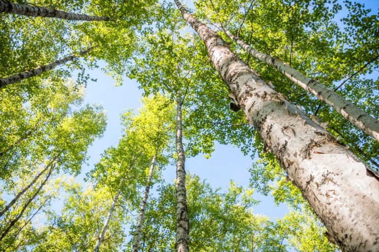 Birch Forest where Birch Sap Syrup is collected