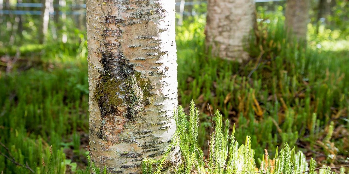 Trees used for Birch Sap Syrup Collection