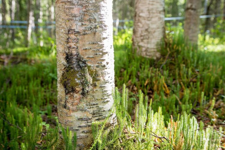 Harvest-Journal-3 Trees used for Birch Sap Syrup Collection
