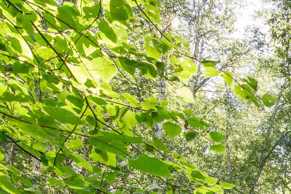 Foliage of Birch Trees in a Birch Sap Syrup Forest