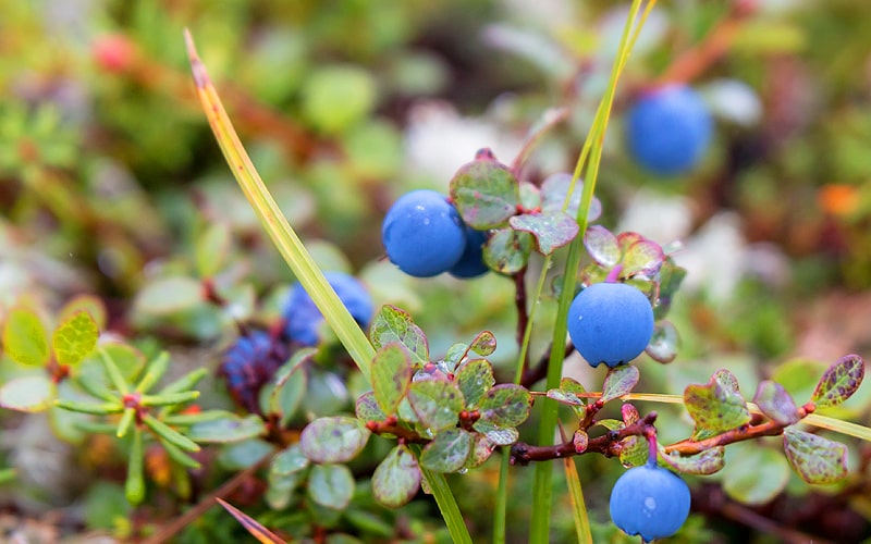 Wild Berries growing in the forests where Alaskan Birch Syrup sap is harvested