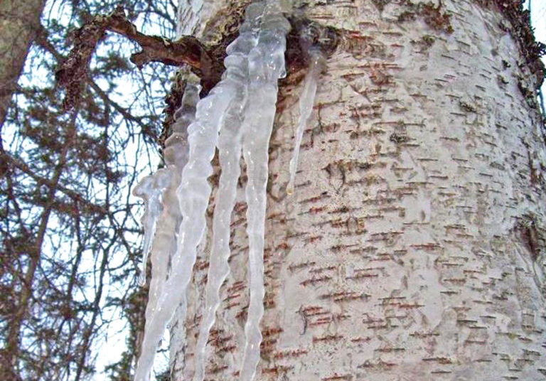 Tap Your Own Birch Tree How to collect Birch Sap