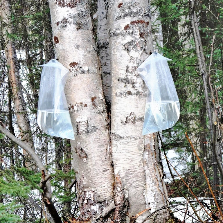 sap-bags-on-trees