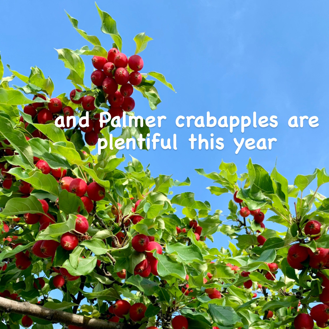 palmer-crabapples