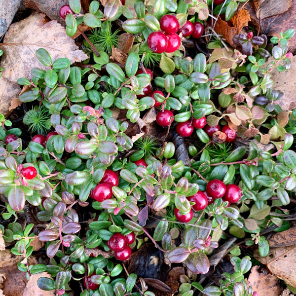 low-bush-cranberries