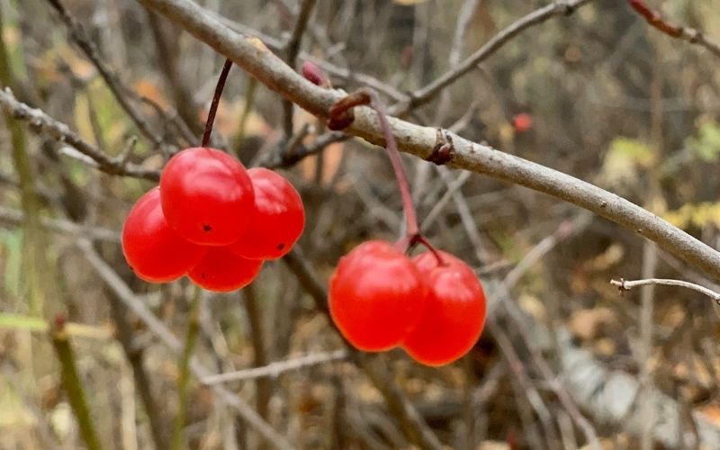 wild-harvested-cranberries2